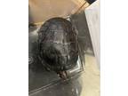 Bucatini, Turtle - Other For Adoption In Washington, District Of Columbia