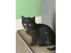 Athena, Domestic Shorthair For Adoption In Melville, New York