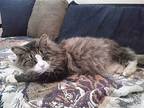 Teddy (theodore), Domestic Longhair For Adoption In Central Islip, New York