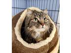 Zia, Domestic Longhair For Adoption In Creston, British Columbia