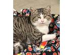 Dale, Domestic Shorthair For Adoption In Defiance, Ohio