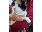 Callie, Calico For Adoption In Glenville, West Virginia