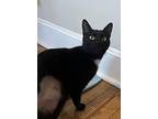 Eva, Domestic Shorthair For Adoption In Bensalem, Pennsylvania