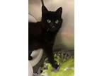 Callie, Domestic Shorthair For Adoption In Defiance, Ohio