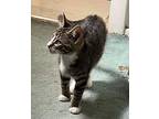 Peanut Butter, Domestic Shorthair For Adoption In Bensalem, Pennsylvania