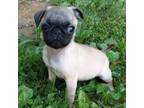 Pug Puppy for sale in Rocky Mount, VA, USA