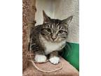 Carnelian, Domestic Shorthair For Adoption In Springfield, Missouri