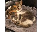 Noodle, Domestic Shorthair For Adoption In Central Islip, New York