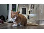 Fred, Domestic Shorthair For Adoption In Columbus, Ohio