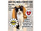 Daisy, Domestic Shorthair For Adoption In Hicksville, New York