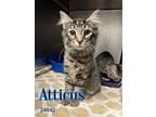 Atticus - $55 Adoption Fee Special, Domestic Mediumhair For Adoption In Clinton