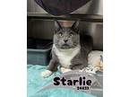 Starlie, Domestic Shorthair For Adoption In Clinton, Tennessee
