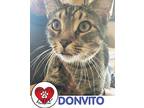 Don Vito, Domestic Shorthair For Adoption In Hicksville, New York