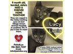 Lucia, Domestic Shorthair For Adoption In Hicksville, New York
