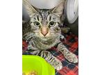 Befana, Domestic Shorthair For Adoption In Defiance, Ohio