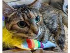 Bereet, Domestic Shorthair For Adoption In Lancaster, California