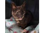 Sprinkles, Domestic Shorthair For Adoption In Defiance, Ohio