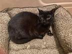 Kaya, Domestic Shorthair For Adoption In Central Islip, New York