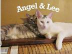 Lee, Domestic Shorthair For Adoption In Hicksville, New York