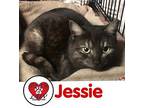 Jessie, Domestic Shorthair For Adoption In Hicksville, New York
