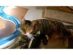 Frito, American Shorthair For Adoption In Erwin, Tennessee