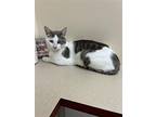 Aldo, Domestic Shorthair For Adoption In Cincinnati, Ohio