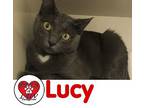 Lucy, Domestic Shorthair For Adoption In Hicksville, New York