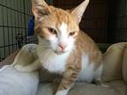 Warrior, Domestic Shorthair For Adoption In Central Islip, New York