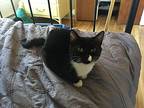 Lucky Star, Domestic Shorthair For Adoption In Central Islip, New York