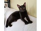 Fig, Domestic Shorthair For Adoption In Cincinnati, Ohio