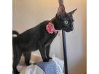 Bewitched, Domestic Shorthair For Adoption In Wichita, Kansas