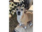 Peeks, Jack Russell Terrier For Adoption In Stoughton, Massachusetts