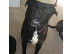 Kelce Wags, Labrador Retriever For Adoption In Southampton, Pennsylvania