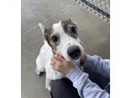 Boomer, Terrier (unknown Type, Small) For Adoption In Springfield, Missouri