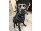 Felix, Labrador Retriever For Adoption In Springfield, Missouri