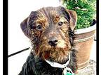 Finn, Terrier (unknown Type, Small) For Adoption In Greensboro, Maryland