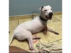 Sansa Wags, American Pit Bull Terrier For Adoption In Southampton, Pennsylvania