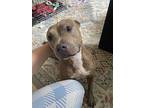 Mindy, American Pit Bull Terrier For Adoption In Julian, California