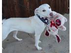 Maggie Mae, American Pit Bull Terrier For Adoption In The Colony, Texas