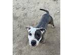 Wren, American Staffordshire Terrier For Adoption In Julian, California