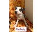 Hedwig, Terrier (unknown Type, Small) For Adoption In Julian, California