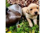 Labrador Retriever Puppy for sale in New Kent, VA, USA