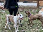 Chicken Nugget Of Love Ark, American Staffordshire Terrier For Adoption In