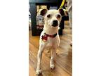 Bb, Jack Russell Terrier For Adoption In Caldwell, New Jersey