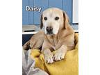 Daisy Mae Talbot, Labrador Retriever For Adoption In Southampton, Pennsylvania