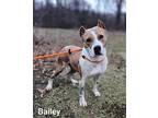 Bailey, American Pit Bull Terrier For Adoption In Defiance, Ohio