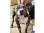 Peanut, American Staffordshire Terrier For Adoption In Simi Valley, California