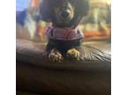 Dachshund Puppy for sale in Godfrey, IL, USA