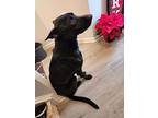 Dorian's Princess, Labrador Retriever For Adoption In Alexandria, Virginia