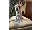 Nala, American Pit Bull Terrier For Adoption In Julian, California